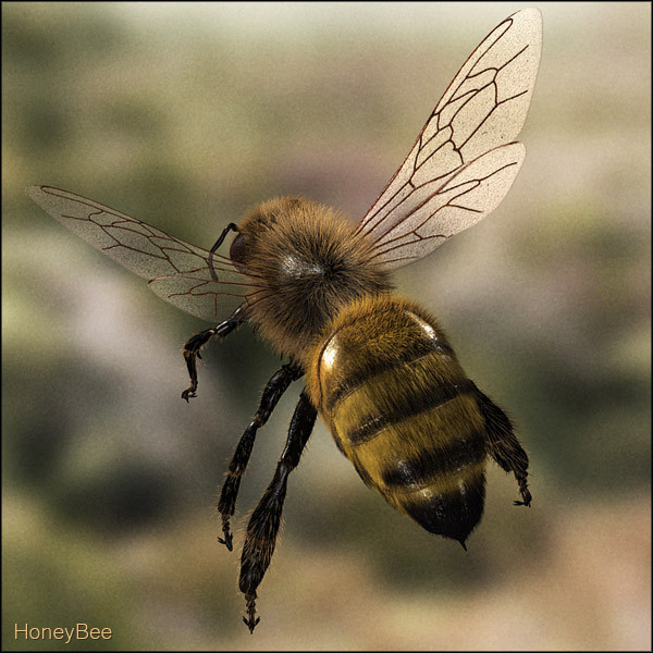 honey bee 3d model - Honey Bee... gxkcg