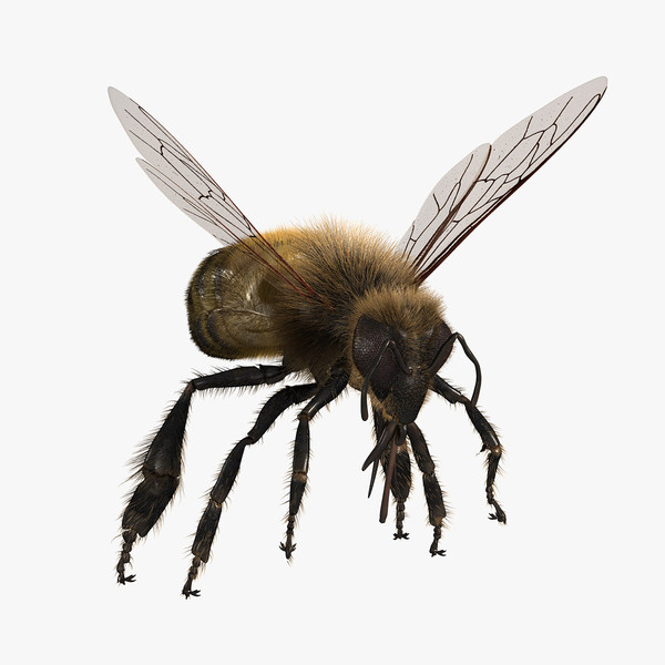 honey bee 3d model - Honey Bee... gxkcg