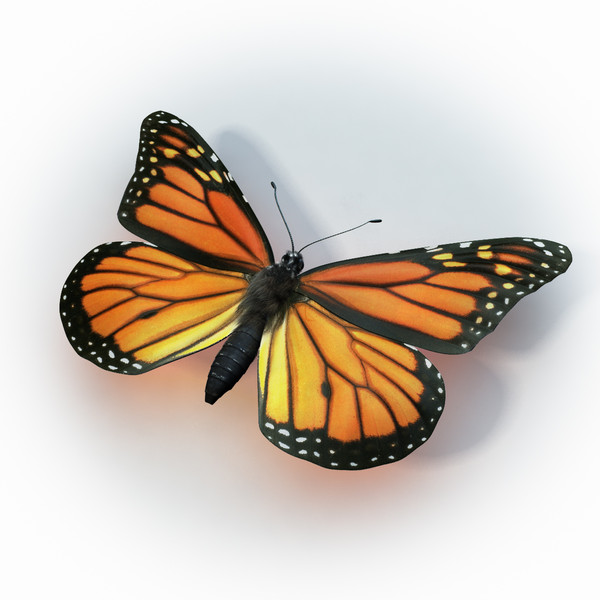 monarch butterfly max - Monarch Butterfly... 